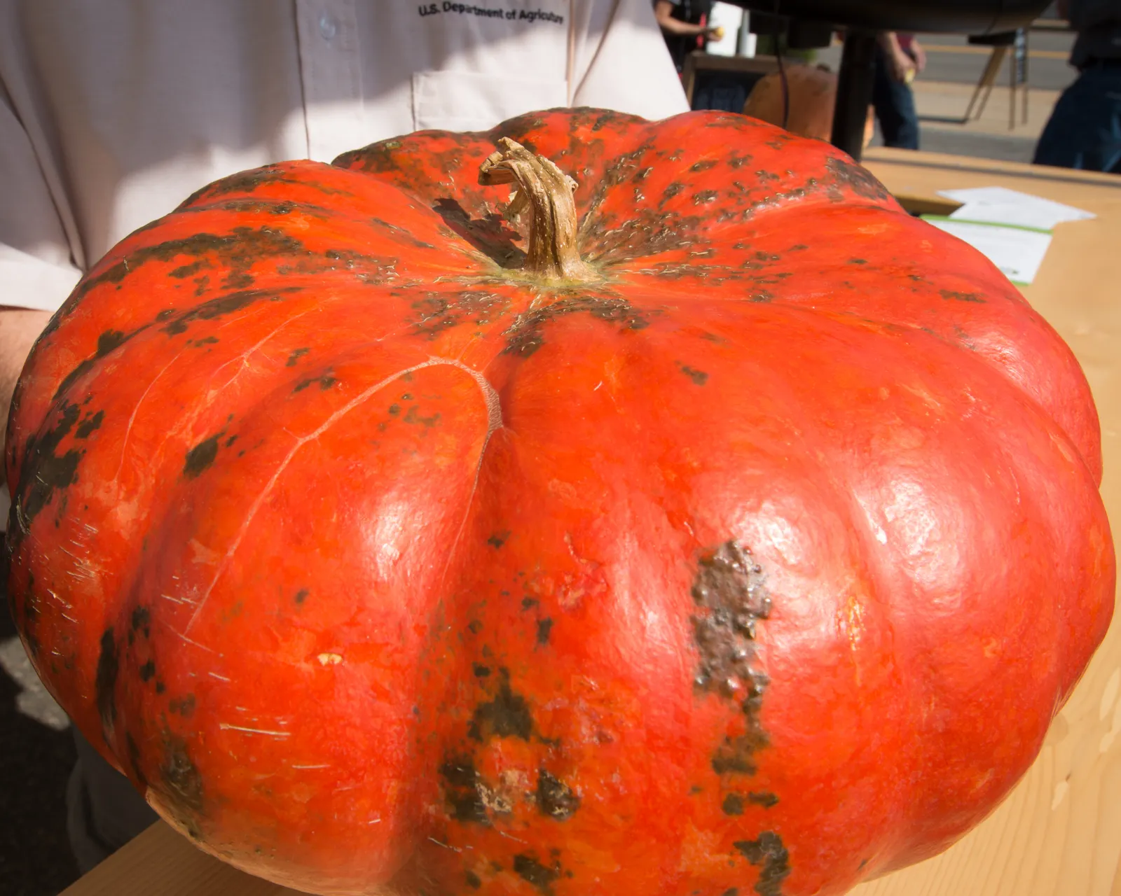 A Cinderella (Rouge Vif d'Etampes) pumpkin: deep red-orange, heavily ribbed and flat-topped