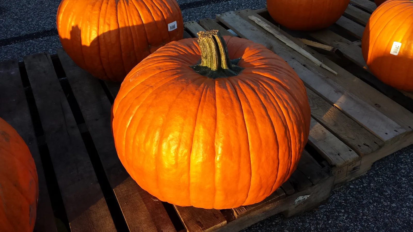 A Connecticut Field pumpkin: round, bright orange, smooth with light ribbing