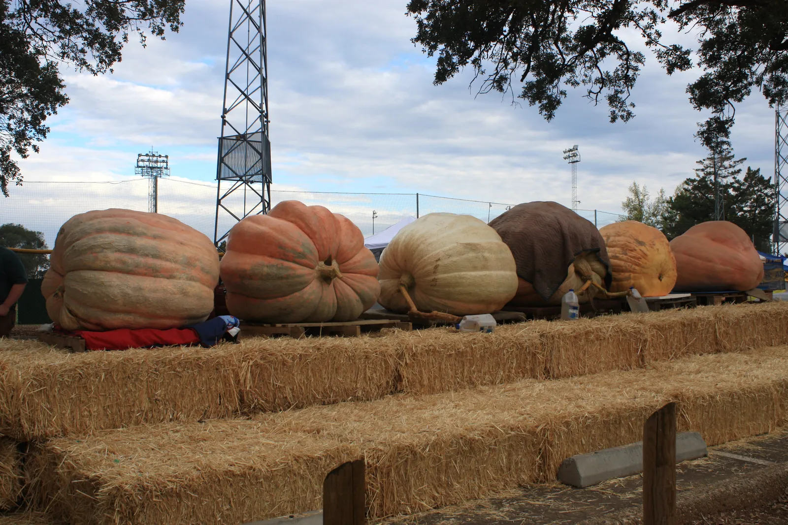 Giant pumpkins lined up at a weigh-off, each several feet across