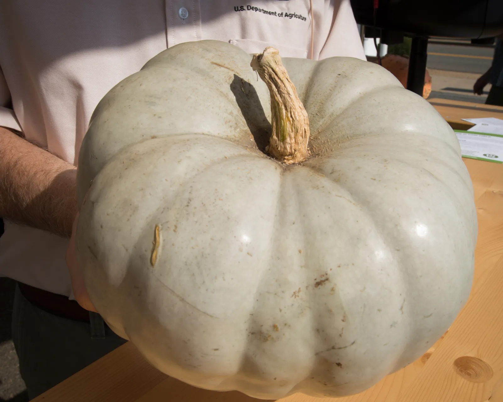 A Jarrahdale pumpkin: slate blue-grey skin with deep vertical ribbing