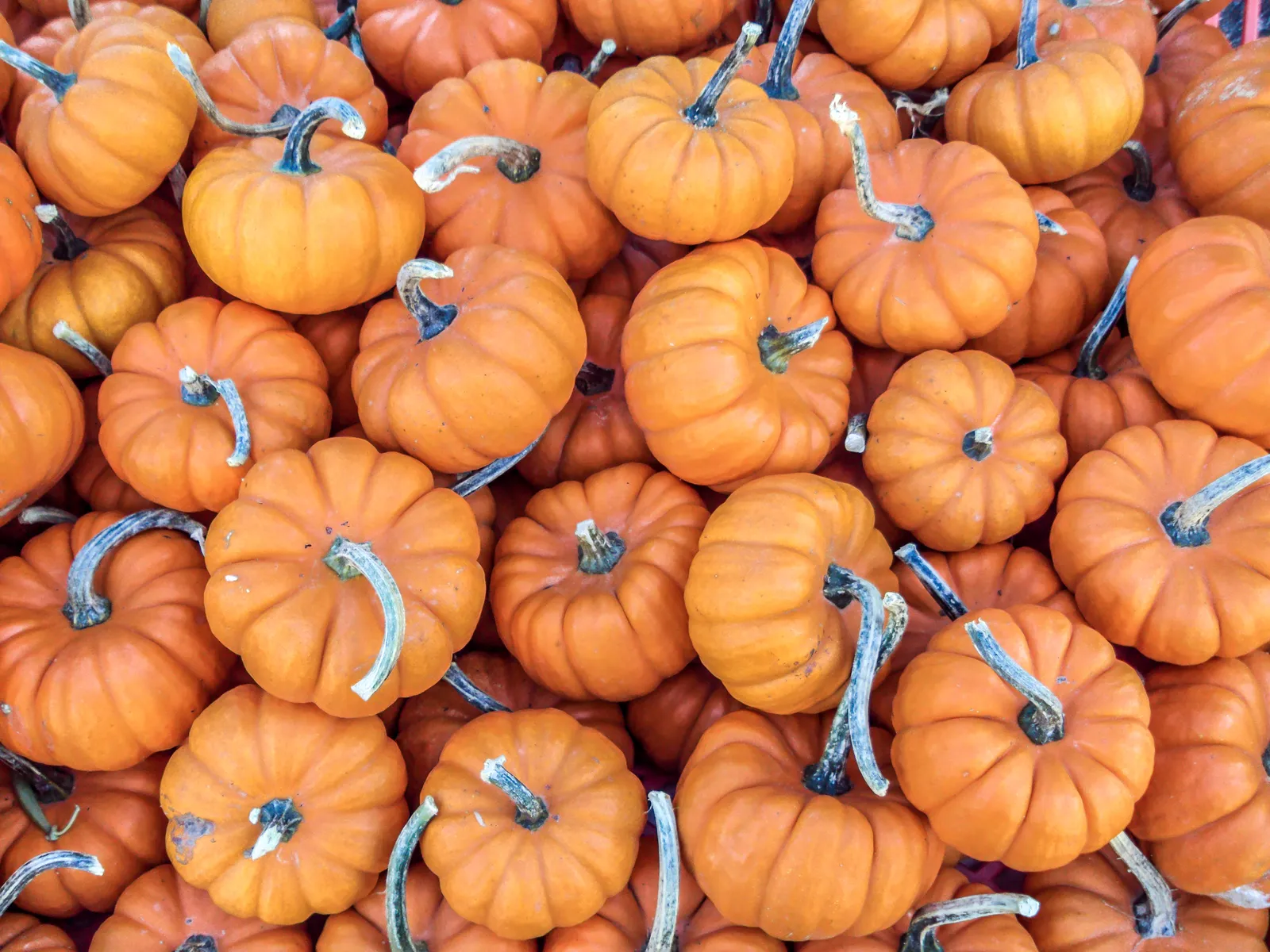 A crate of mini pumpkins at a farmers market, orange and white varieties mixed