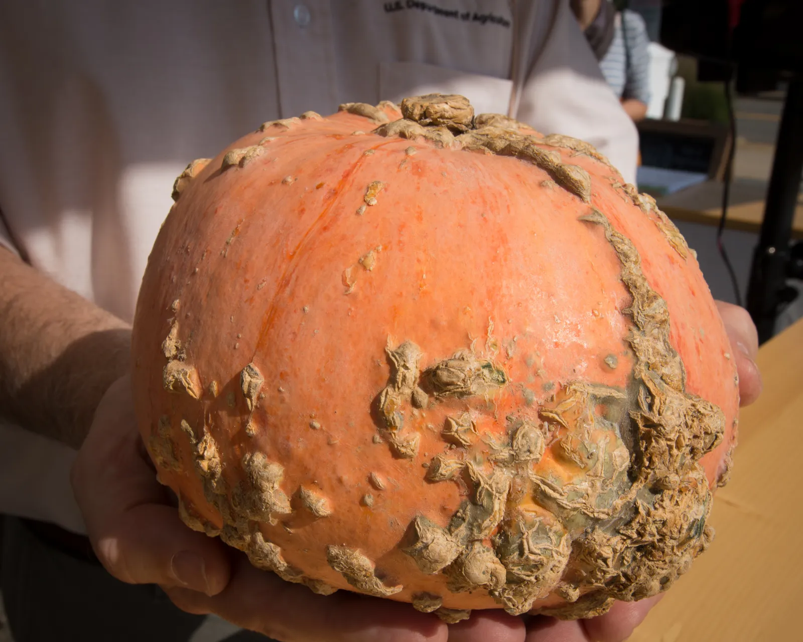 A Peanut pumpkin (Galeux d'Eysines): salmon-buff skin covered in raised corky growths