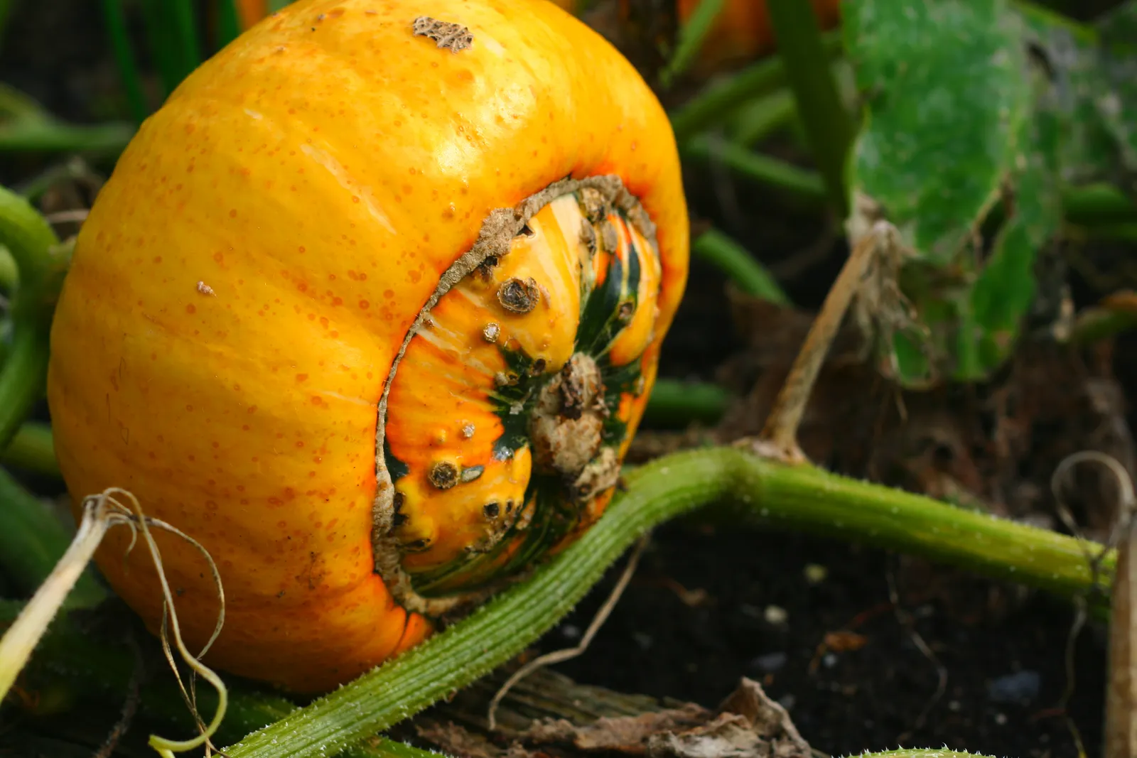 A turban squash: bicoloured with a distinctive top-knot
