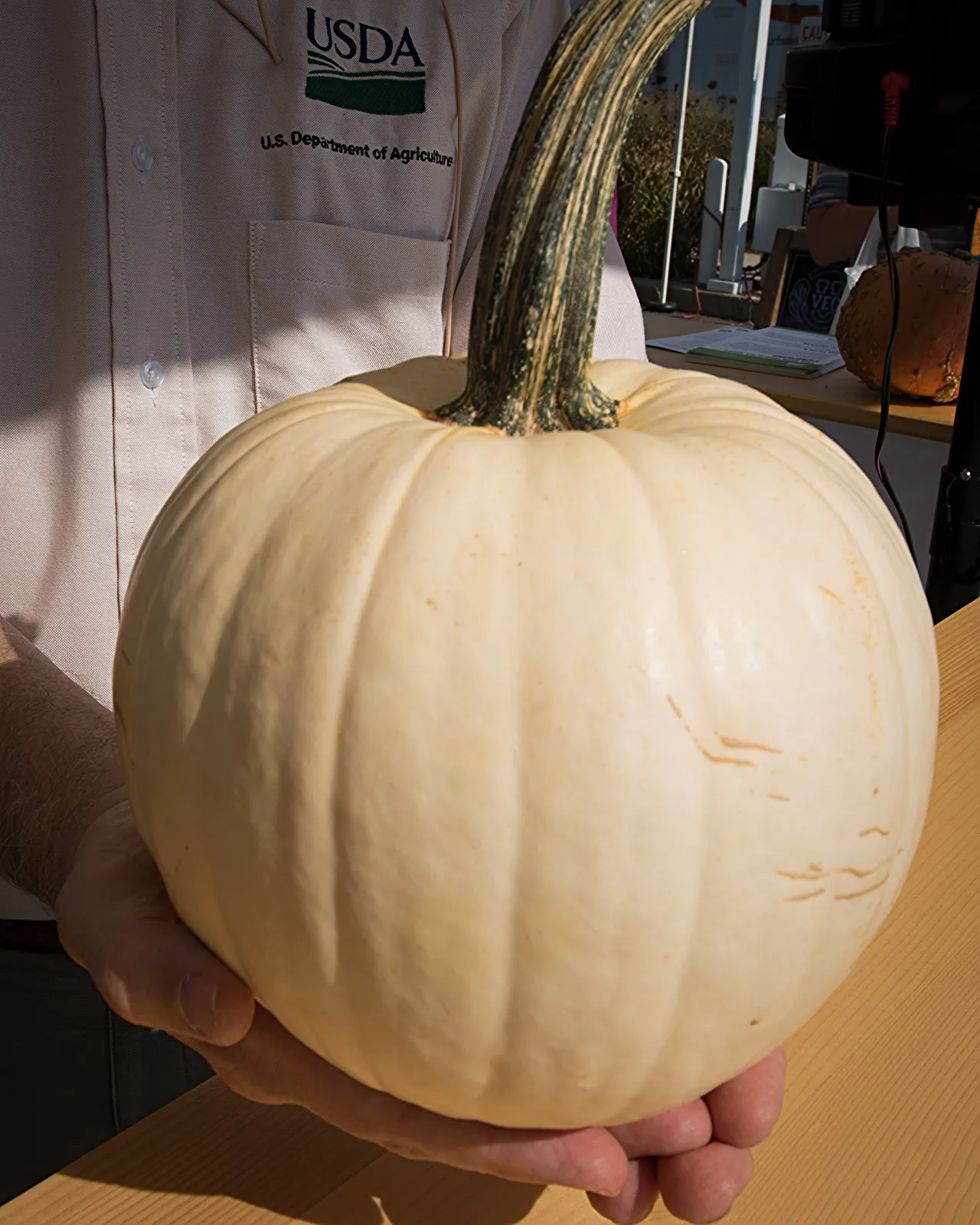 A white pumpkin, pale cream skin with light ribbing